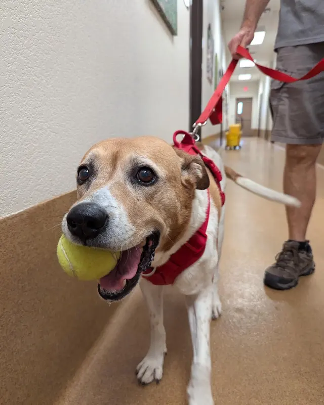 Second Home Pet Resort — photo from the business 9