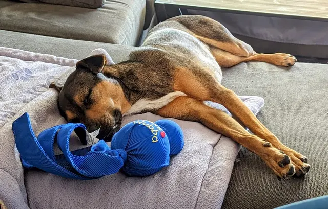 Second Home Pet Resort — customer photo 11