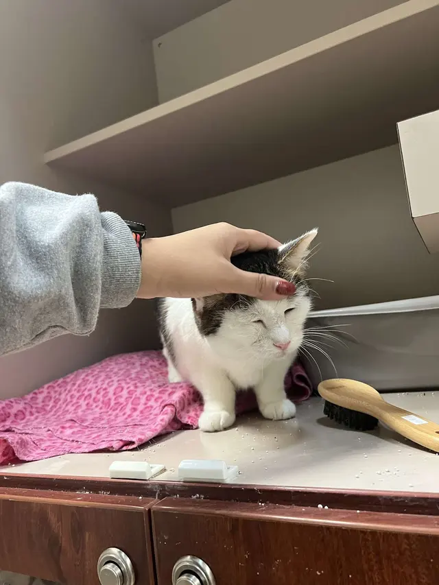 Second Home Pet Resort — customer photo 7