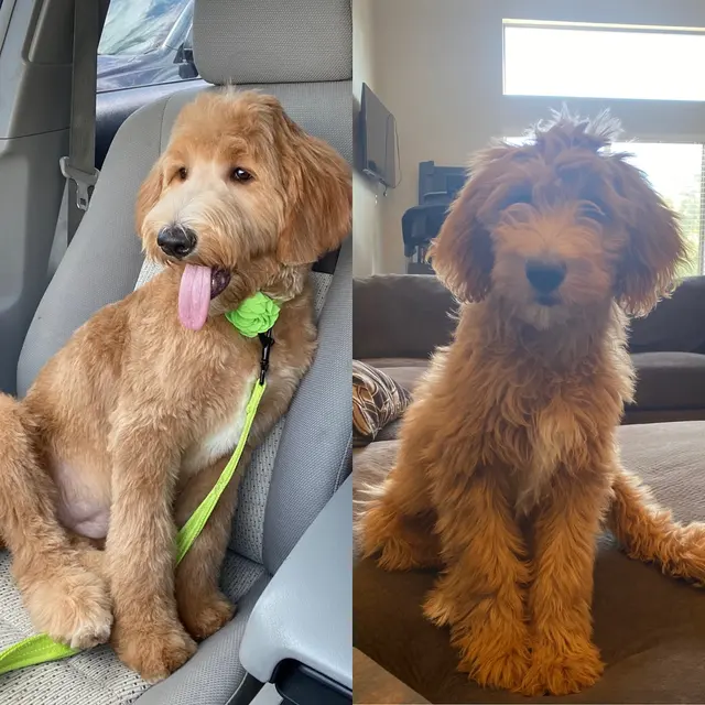 Second Home Pet Resort — customer photo 5