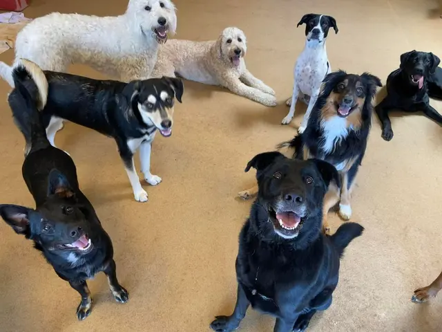 Second Home Pet Resort — photo from the business 4