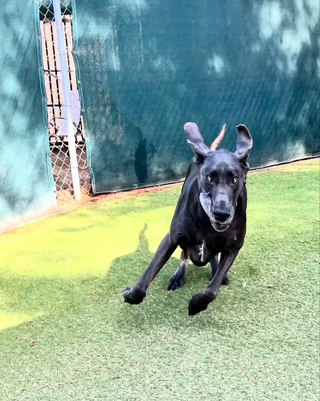 Second Home Pet Resort — customer photo 6