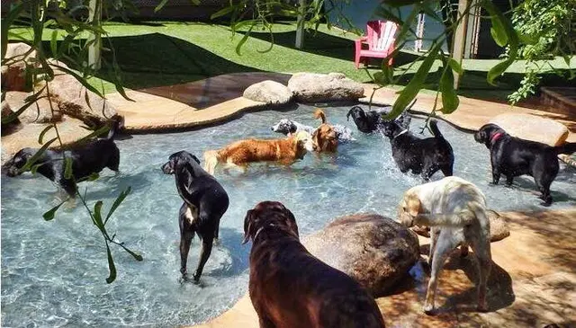Second Home Pet Resort — photo from the business 1