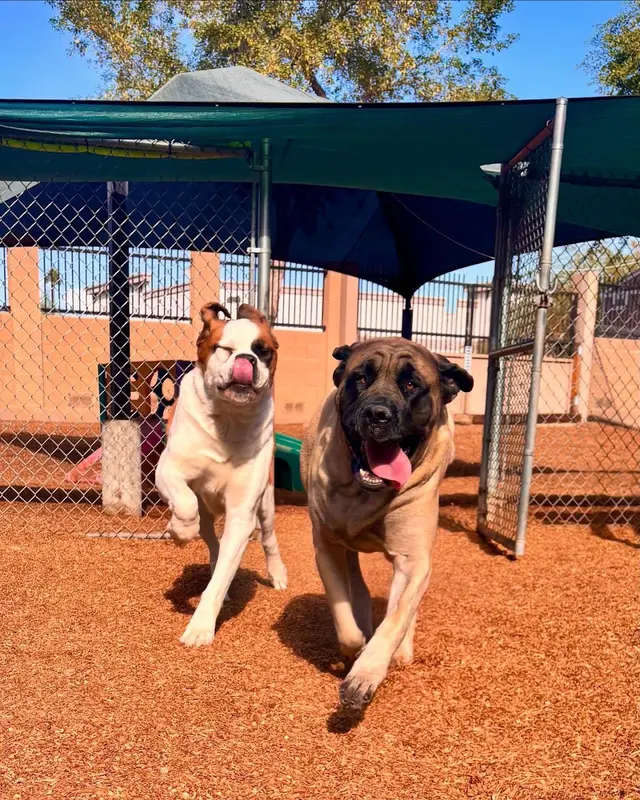 Second Home Pet Resort — photo from the business 8