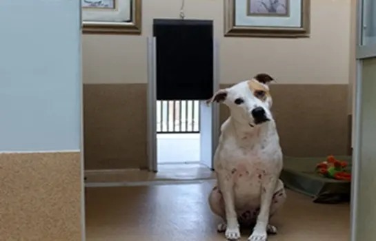 Second Home Pet Resort — photo from the business 2