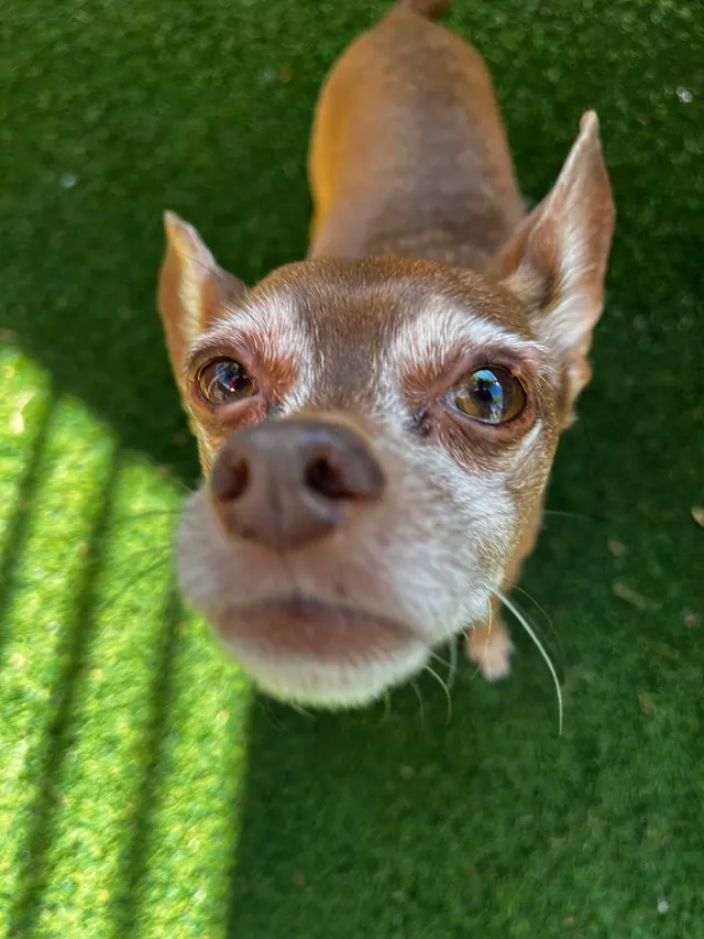 Second Home Pet Resort — customer photo 10