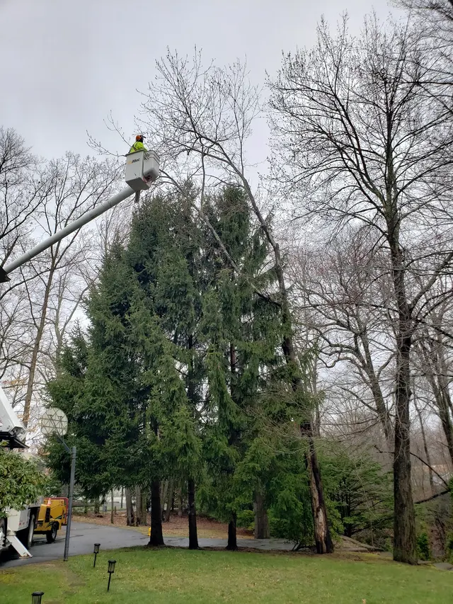 KB Lawn Mowing and Tree Service — photo from the business 10