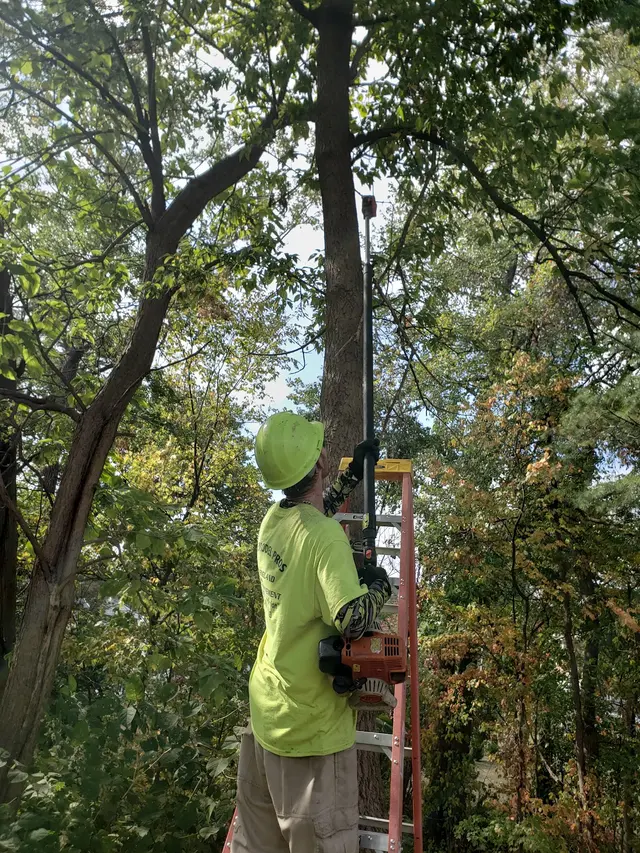 KB Lawn Mowing and Tree Service — photo from the business 4