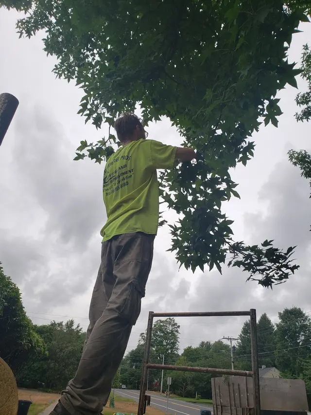 KB Lawn Mowing and Tree Service — photo from the business 8