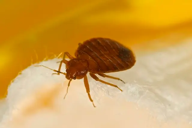 Pure Pest + Lawn — photo from the business 10