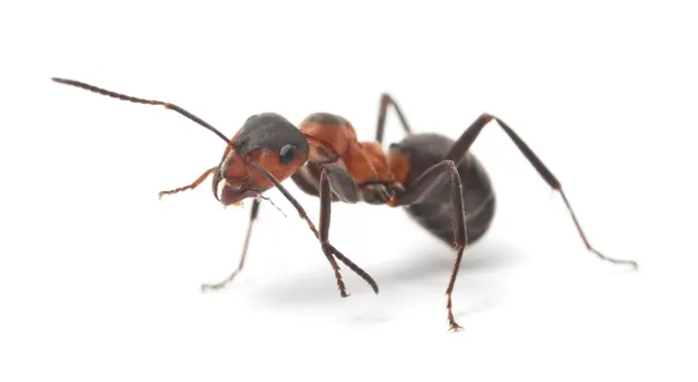 McCarthy Pest & Termite Control — photo from the business 6