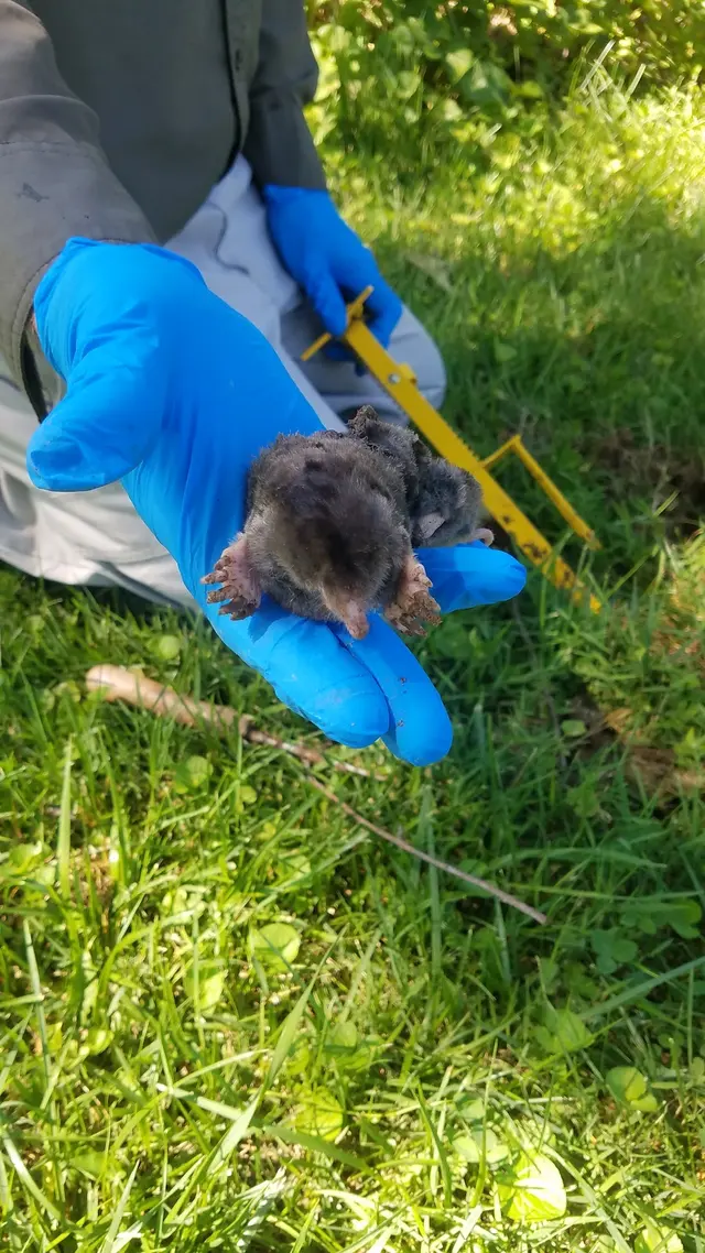 McCarthy Pest & Termite Control — customer photo 5