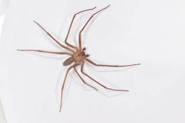 McCarthy Pest & Termite Control — photo from the business 7