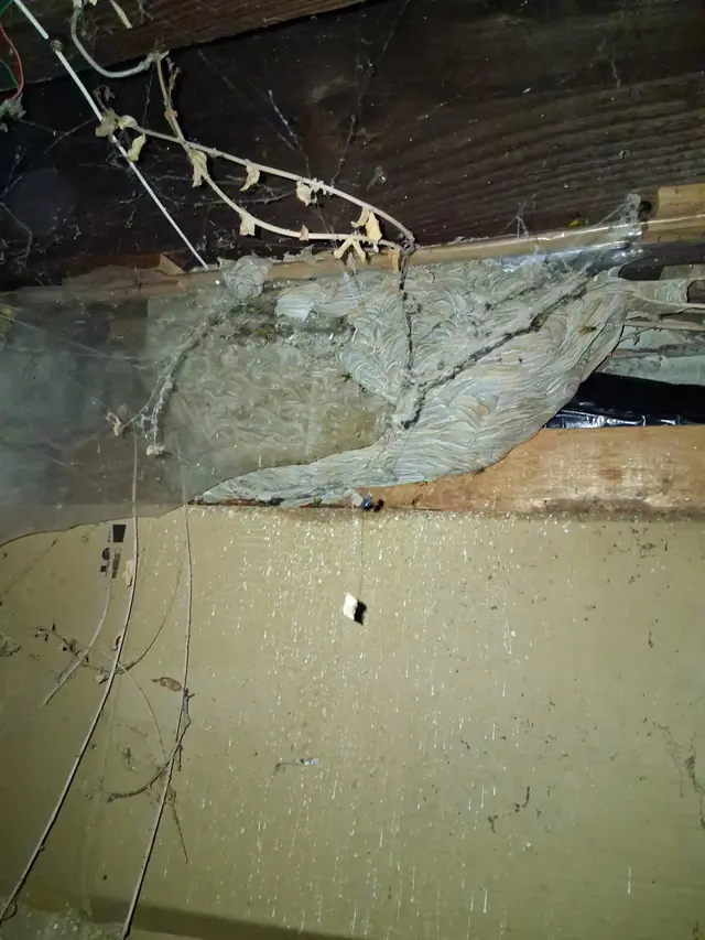 Holper's Pest & Animal Solutions STL — photo from the business 11