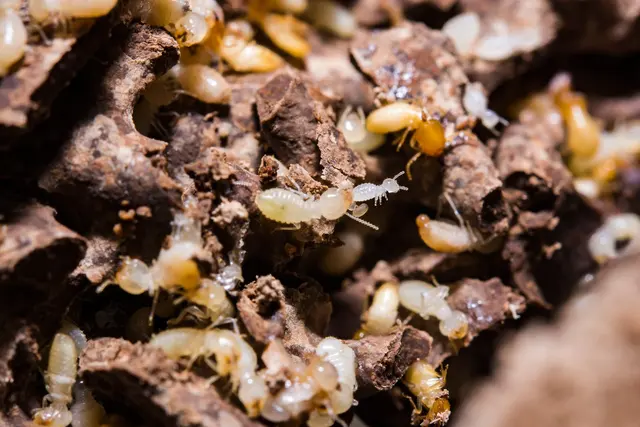 STL Pest Control — photo from the business 5
