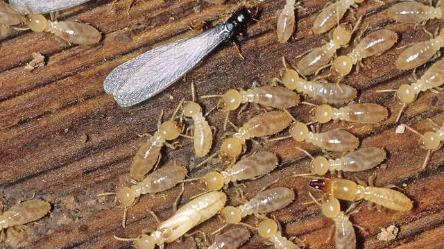 STL Pest Control — photo from the business 1