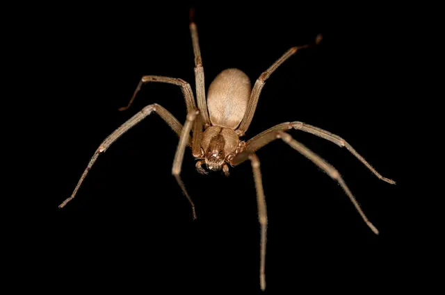 STL Pest Control — photo from the business 11