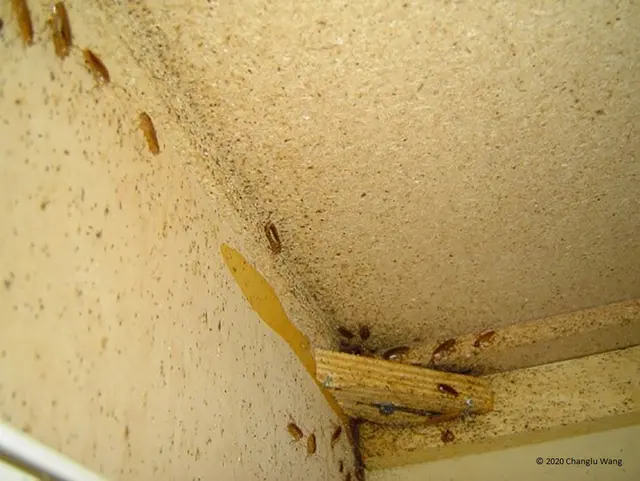 STL Pest Control — photo from the business 8
