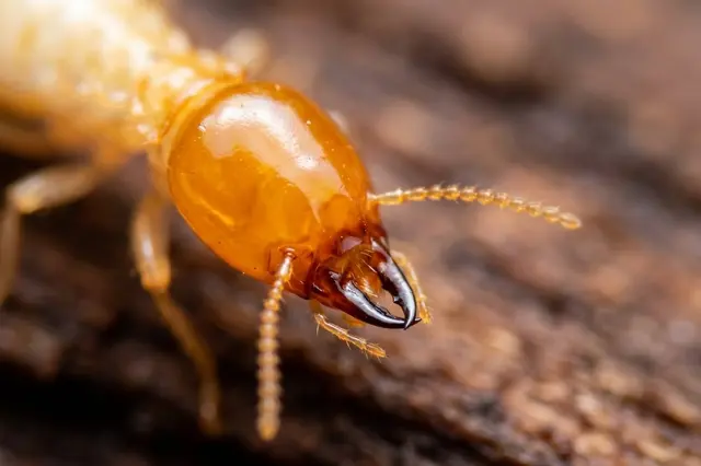 STL Pest Control — photo from the business 4