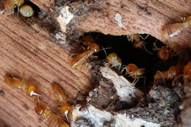 STL Pest Control — photo from the business 7