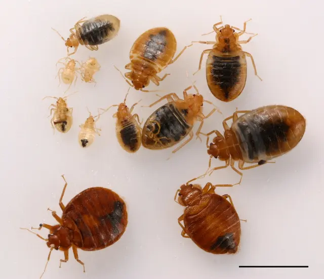 STL Pest Control — photo from the business 6
