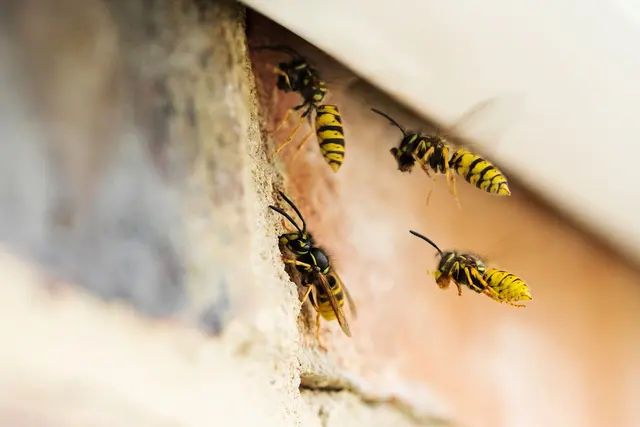 Pointe Pest Control - Ferguson — photo from the business 6