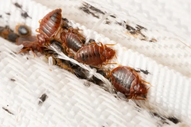 Pointe Pest Control - Ferguson — photo from the business 2