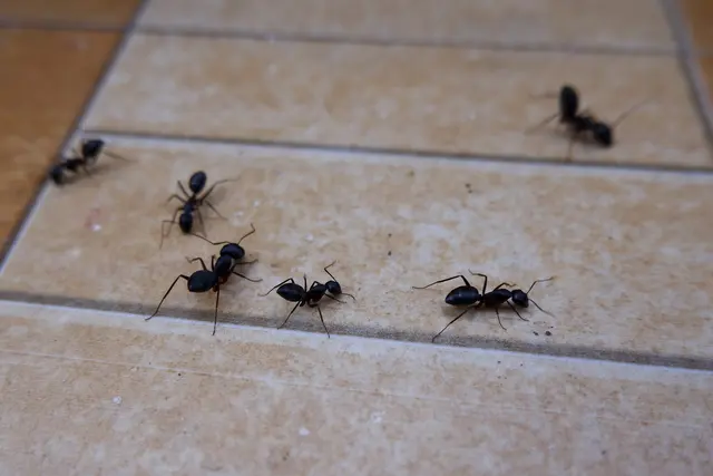 Pointe Pest Control - Ferguson — photo from the business 9