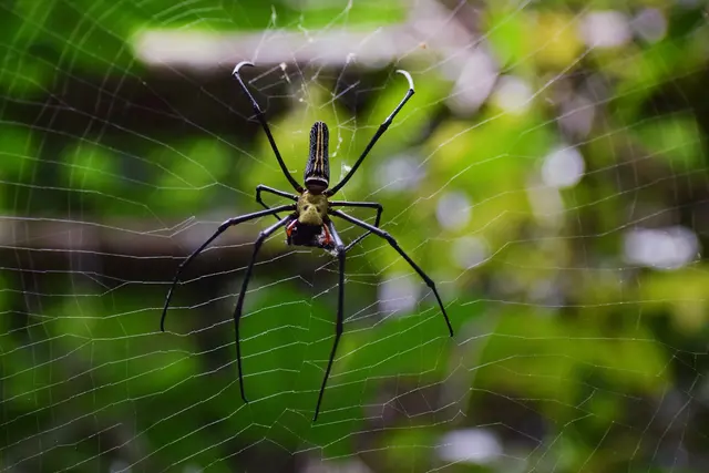 Pointe Pest Control - Ferguson — photo from the business 8