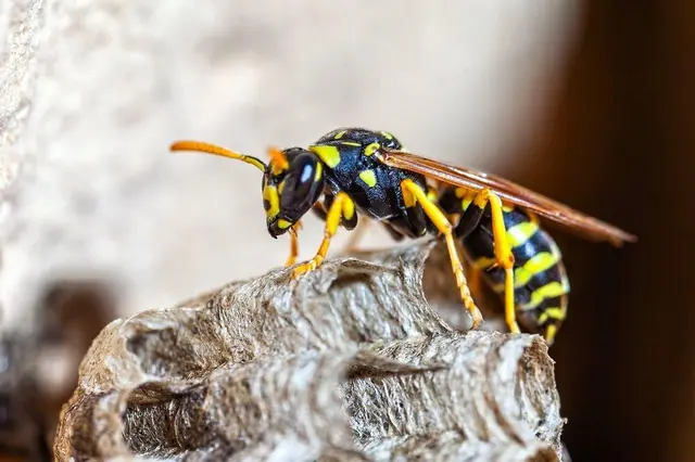 Amco Ranger Termite & Pest Solutions — photo from the business 7