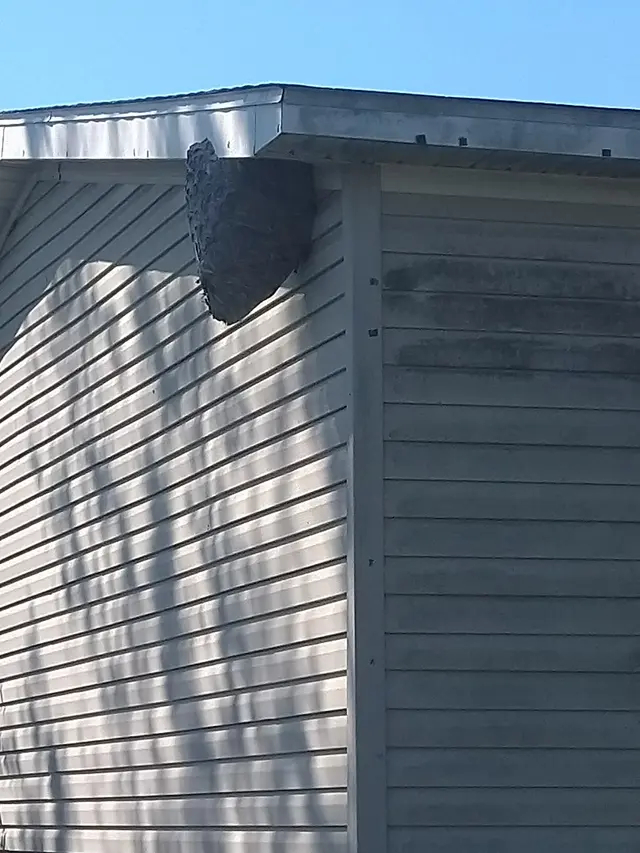 Amco Ranger Termite & Pest Solutions — photo from the business 11