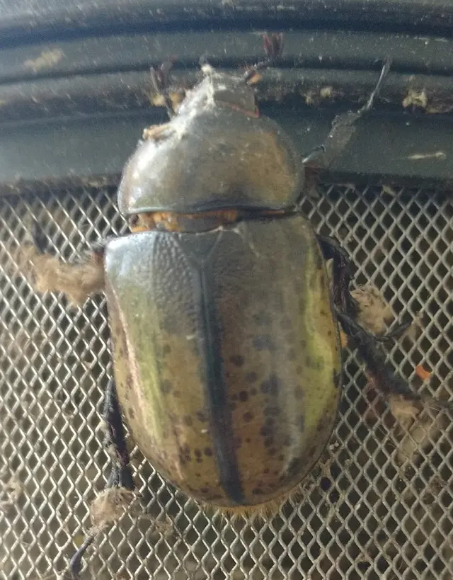 Advanced Pest Specialists — photo from the business 7
