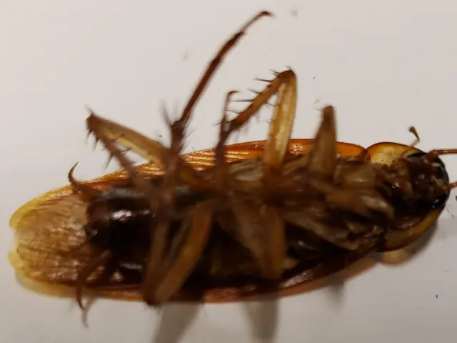 Advanced Pest Specialists — photo from the business 6