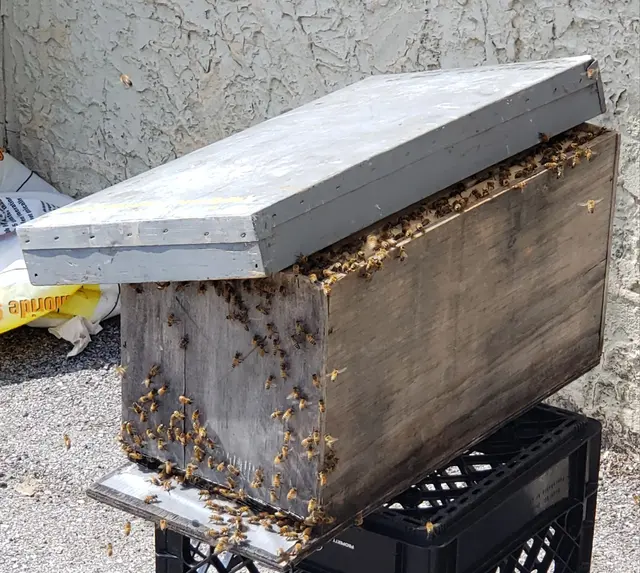 Advanced Pest Specialists — photo from the business 3