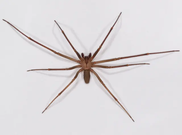 Advanced Pest Specialists — photo from the business 1