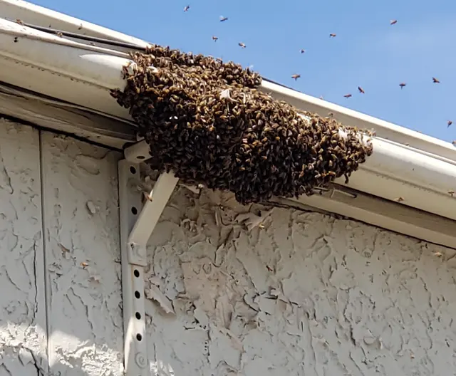 Advanced Pest Specialists — photo from the business 4