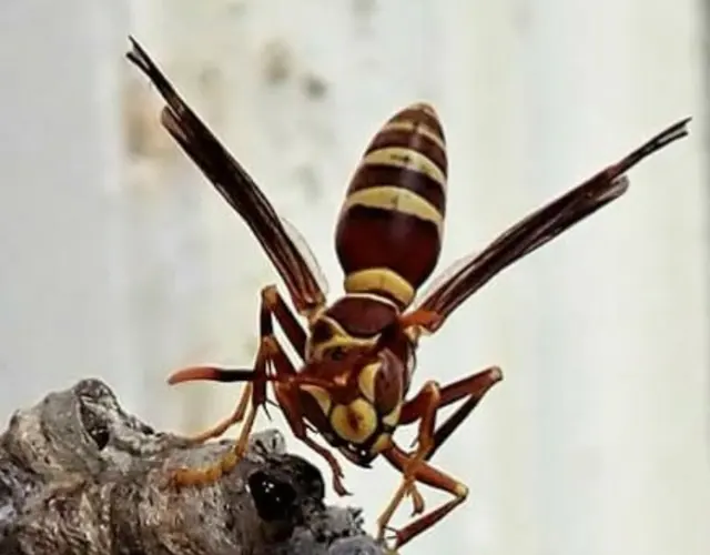 Advanced Pest Specialists — photo from the business 10