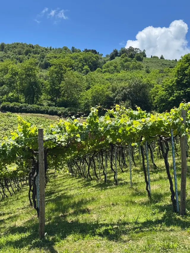 Vitis House — photo from the business 8