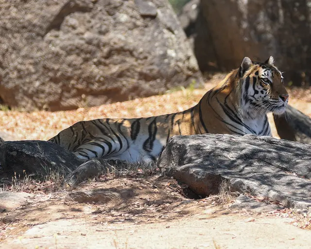Lions Tigers & Bears The San Diego Animal Sanctuary® — photo from the business 3