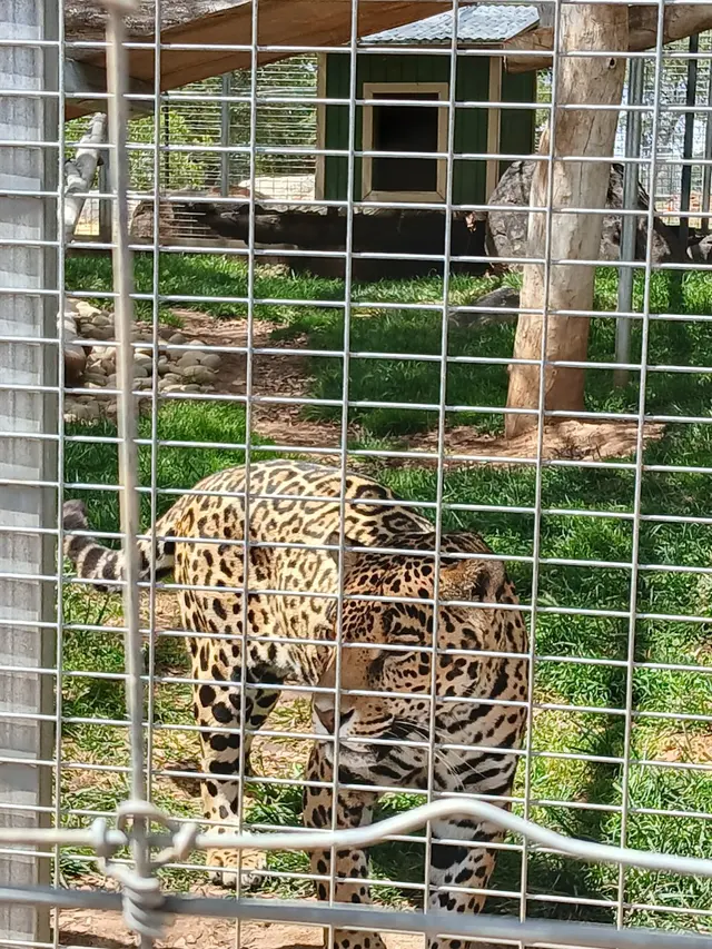 Lions Tigers & Bears The San Diego Animal Sanctuary® — customer photo 12