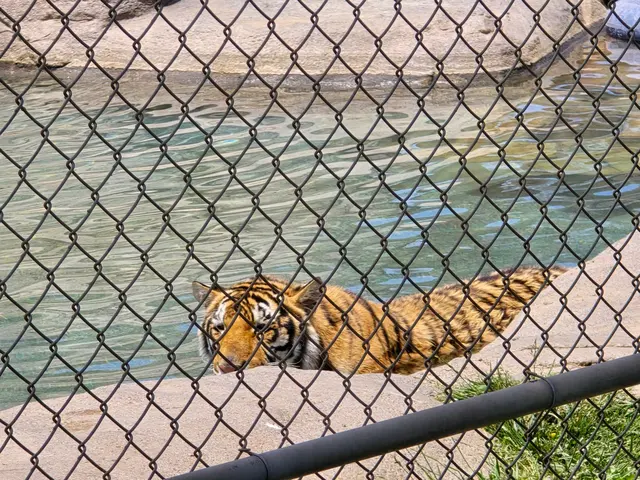 Lions Tigers & Bears The San Diego Animal Sanctuary® — customer photo 10