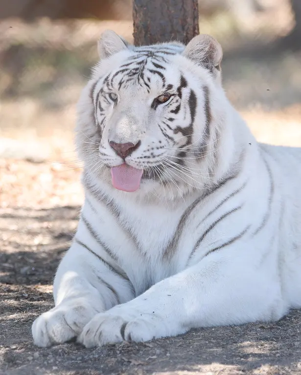 Lions Tigers & Bears The San Diego Animal Sanctuary® — photo from the business 7