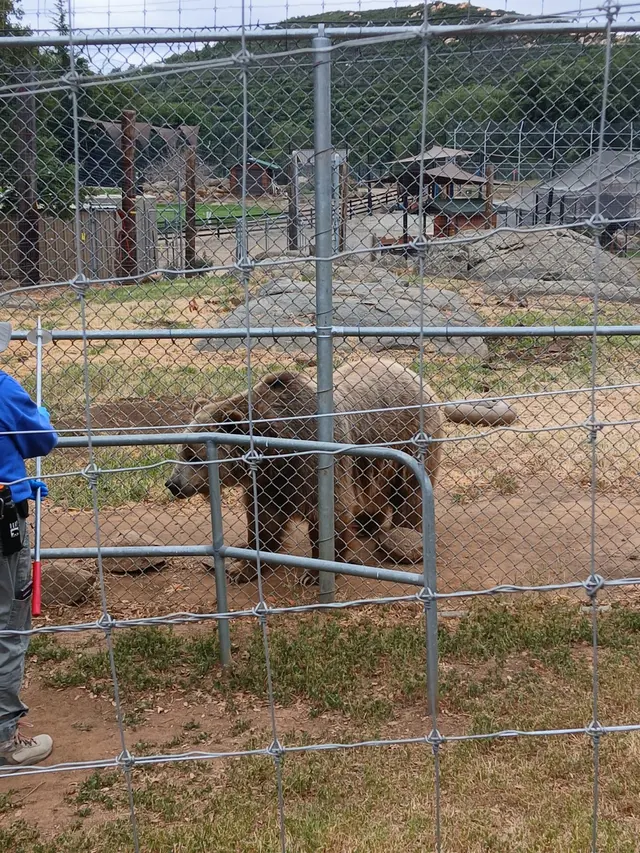 Lions Tigers & Bears The San Diego Animal Sanctuary® — customer photo 11