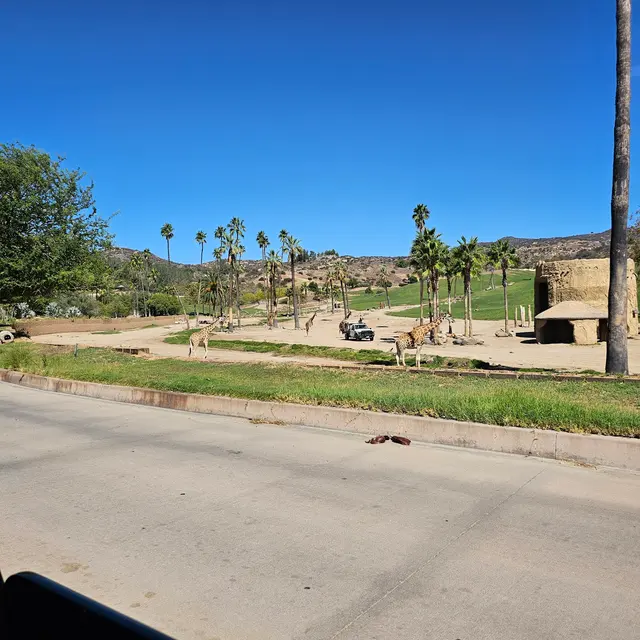 Customer photo of work by San Diego Zoo Safari Park, from Queen Ola's review