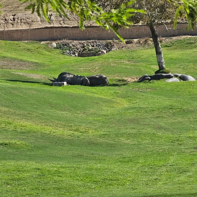 San Diego Zoo Safari Park — customer photo 5