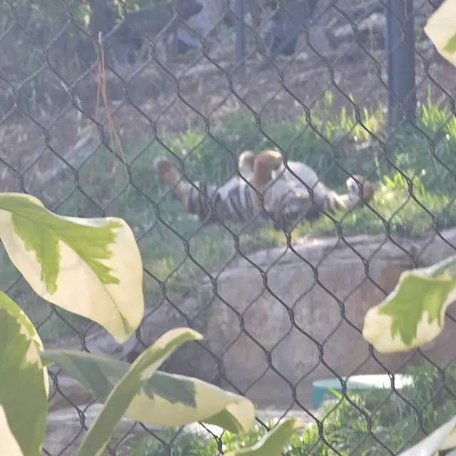 San Diego Zoo Safari Park — customer photo 7