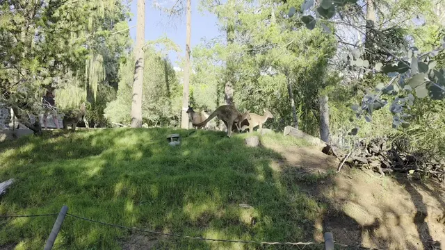 San Diego Zoo Safari Park — customer photo 3