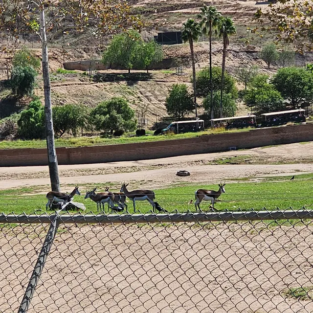 Customer photo of work by San Diego Zoo Safari Park, from Queen Ola's review