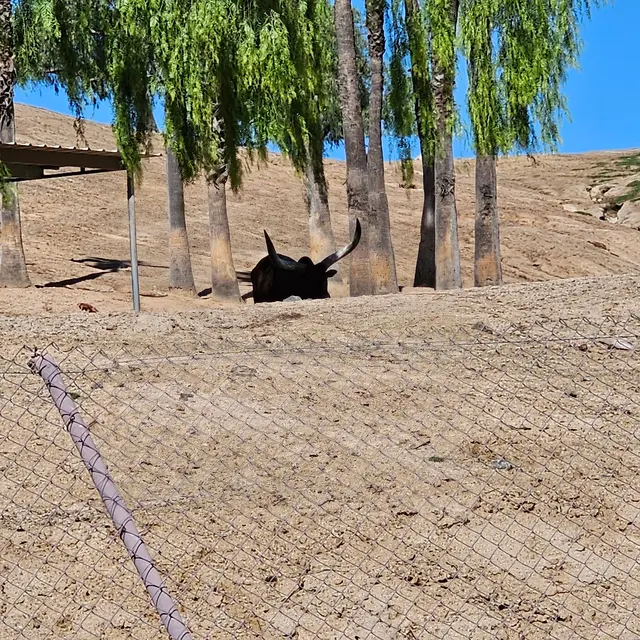 Customer photo of work by San Diego Zoo Safari Park, from Queen Ola's review