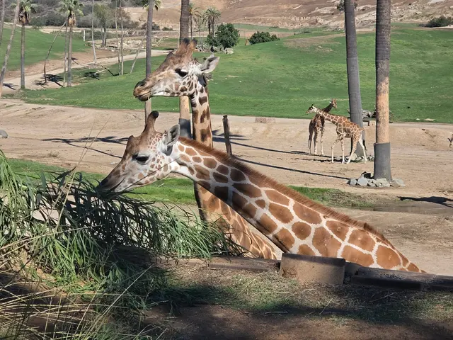 San Diego Zoo Safari Park — customer photo 1